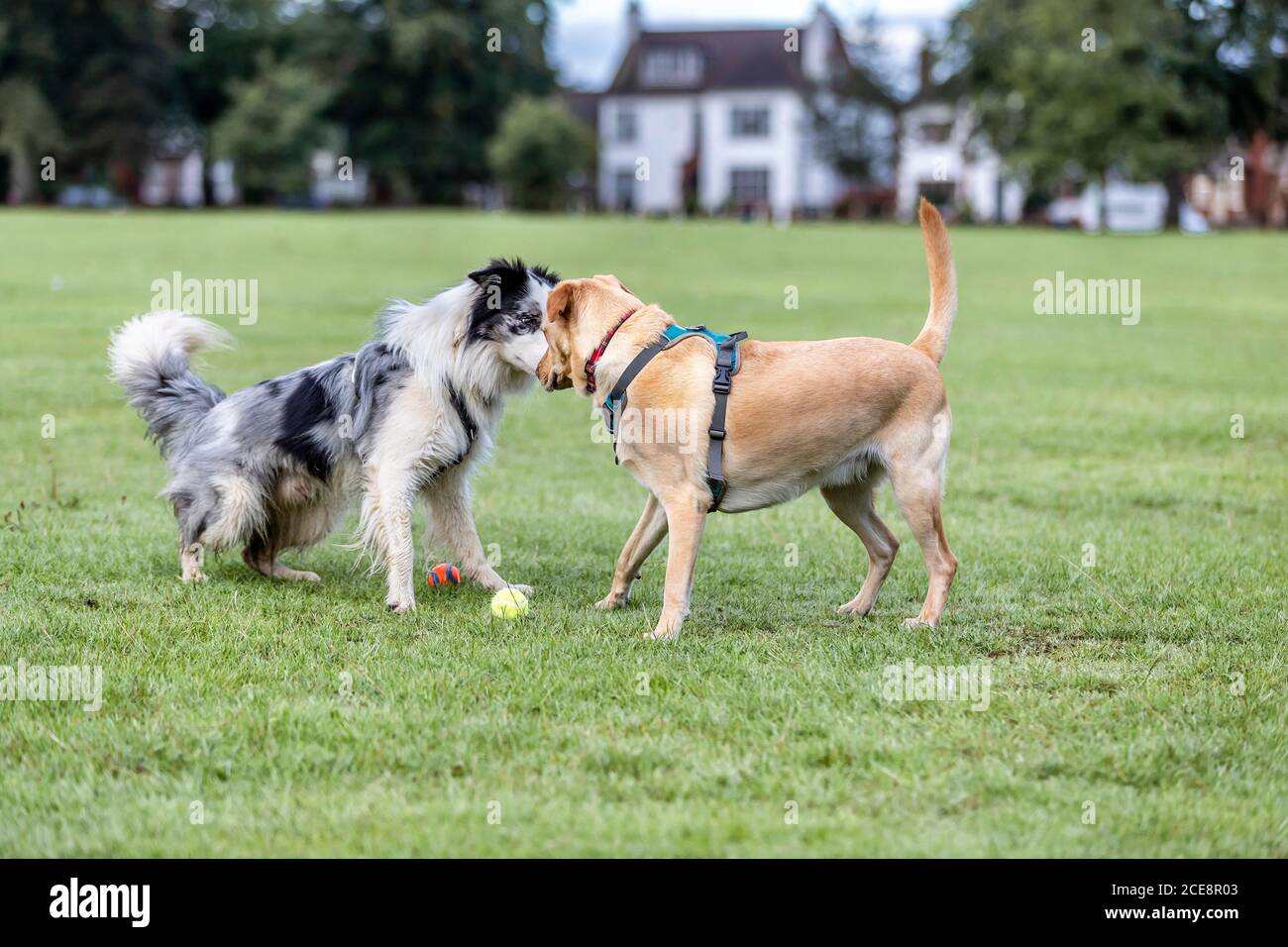 Tri colored Border Collie haciendo amigos con un Labrador Amarillo, Abington Park, Northampton, Inglaterra, Reino Unido. Foto de stock