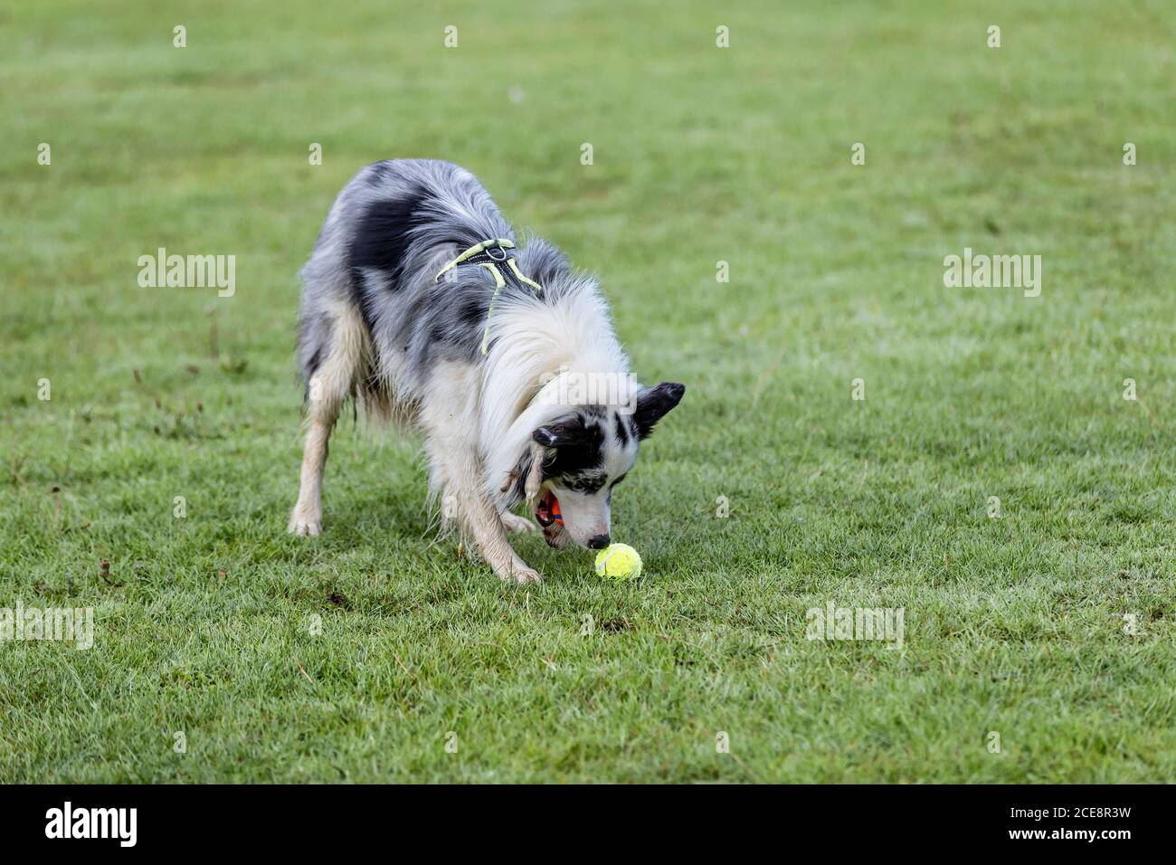 Tri colored Border Collie en Abington Park, Northampton, Inglaterra, Reino Unido. Foto de stock