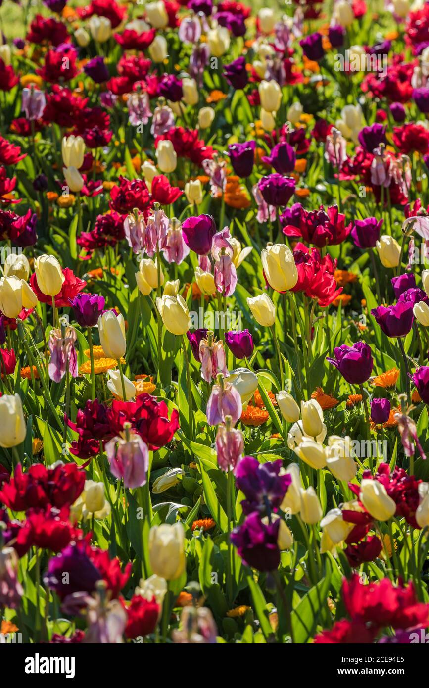 Una cama de flores plantada con tulipanes de colores Tulipa. Foto de stock