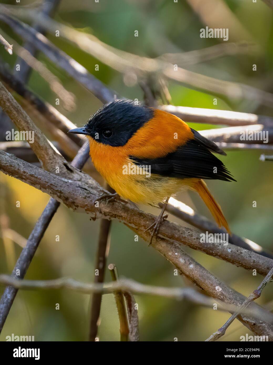 Un pequeño macho negro y naranja Flycatcher (Ficedula nigrrorufa), encaramado en una rama. Foto de stock