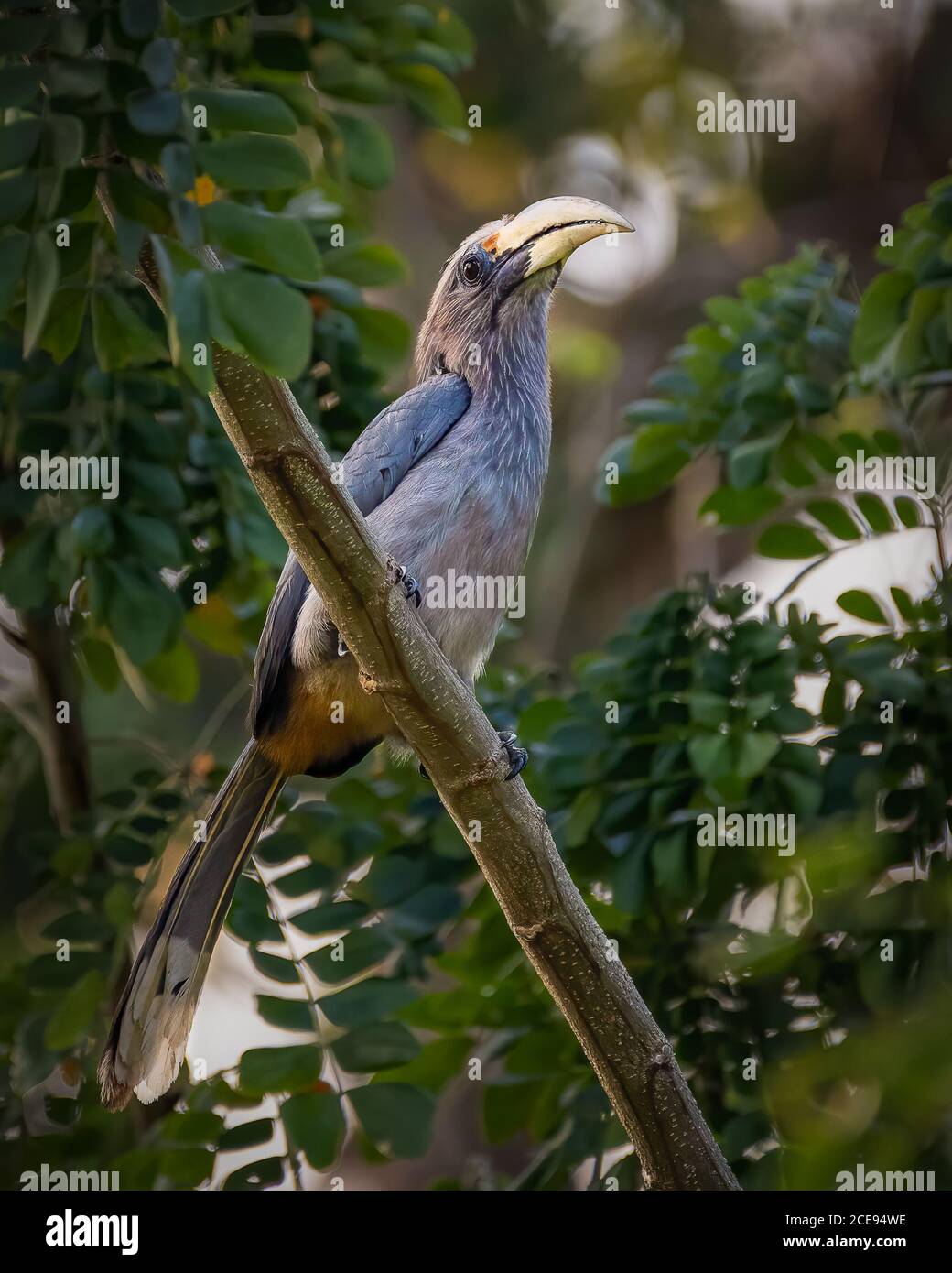 Una bonita hembra Malabar Grey Hornbill (Ocyceros griseus), encaramado en una rama en los bosques de Thattekad en Kerala, India. Foto de stock