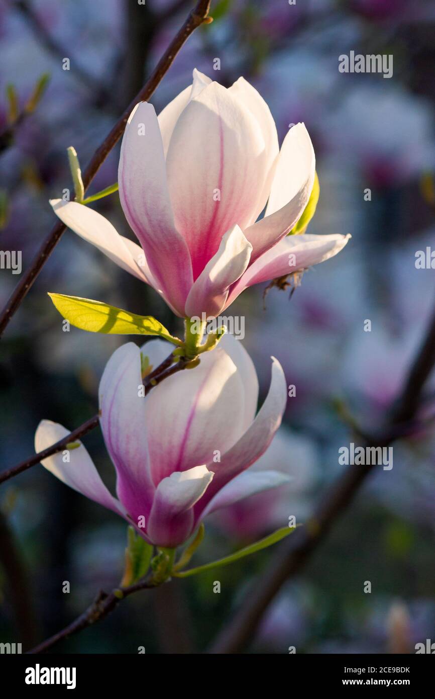 flor de la magnolia rosa. hermosa naturaleza de fondo en la luz de la noche  Fotografía de stock - Alamy