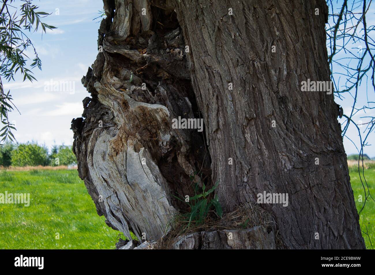 Un árbol de sauce con rama rota. Parece que la rama ha estado desaparecida durante mucho tiempo