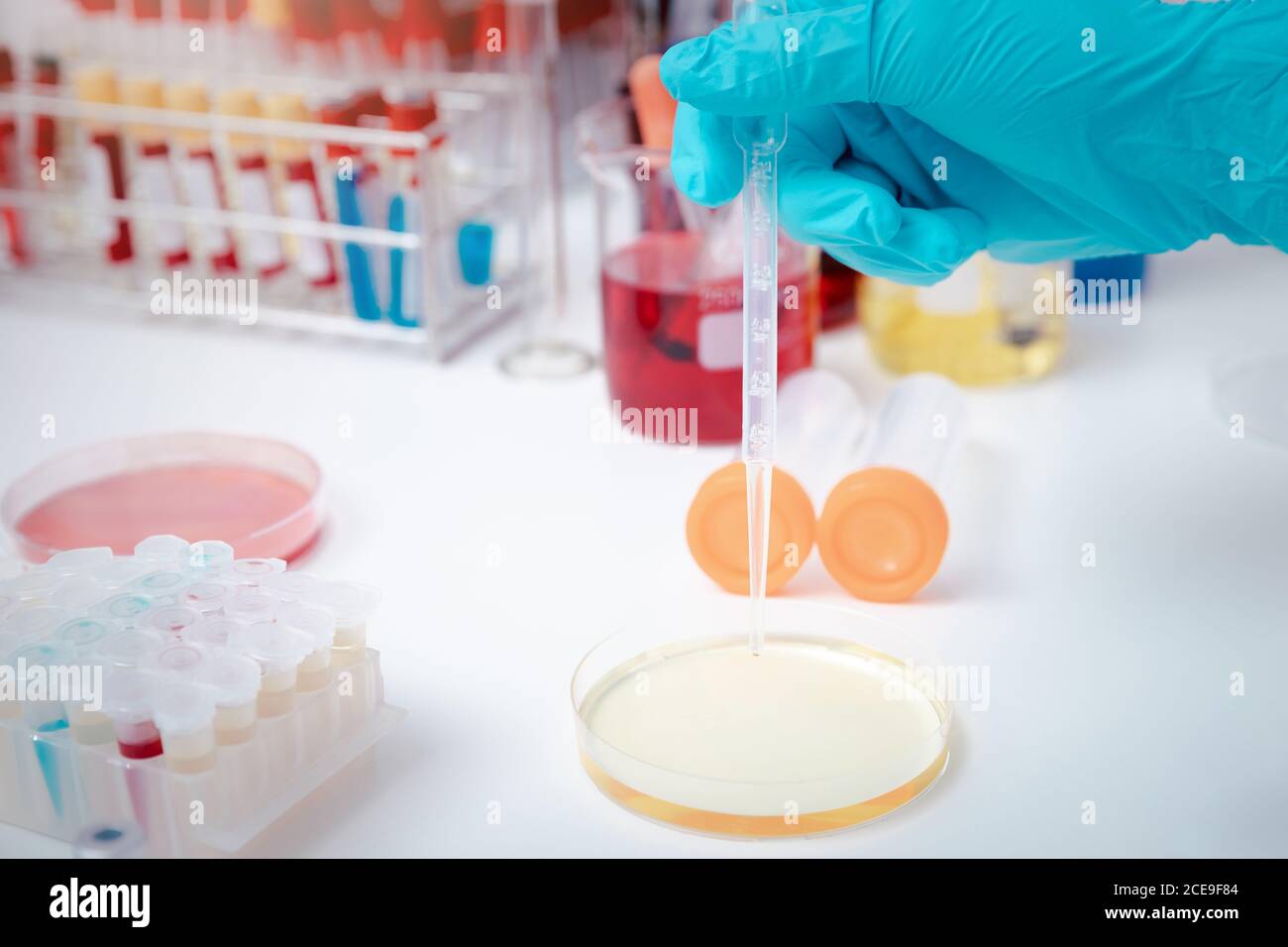 Científico que examina la solución en la placa de Petri en un laboratorio. El médico examina la prueba de coronavirus en la placa de Petri en el hospital. Foto de stock