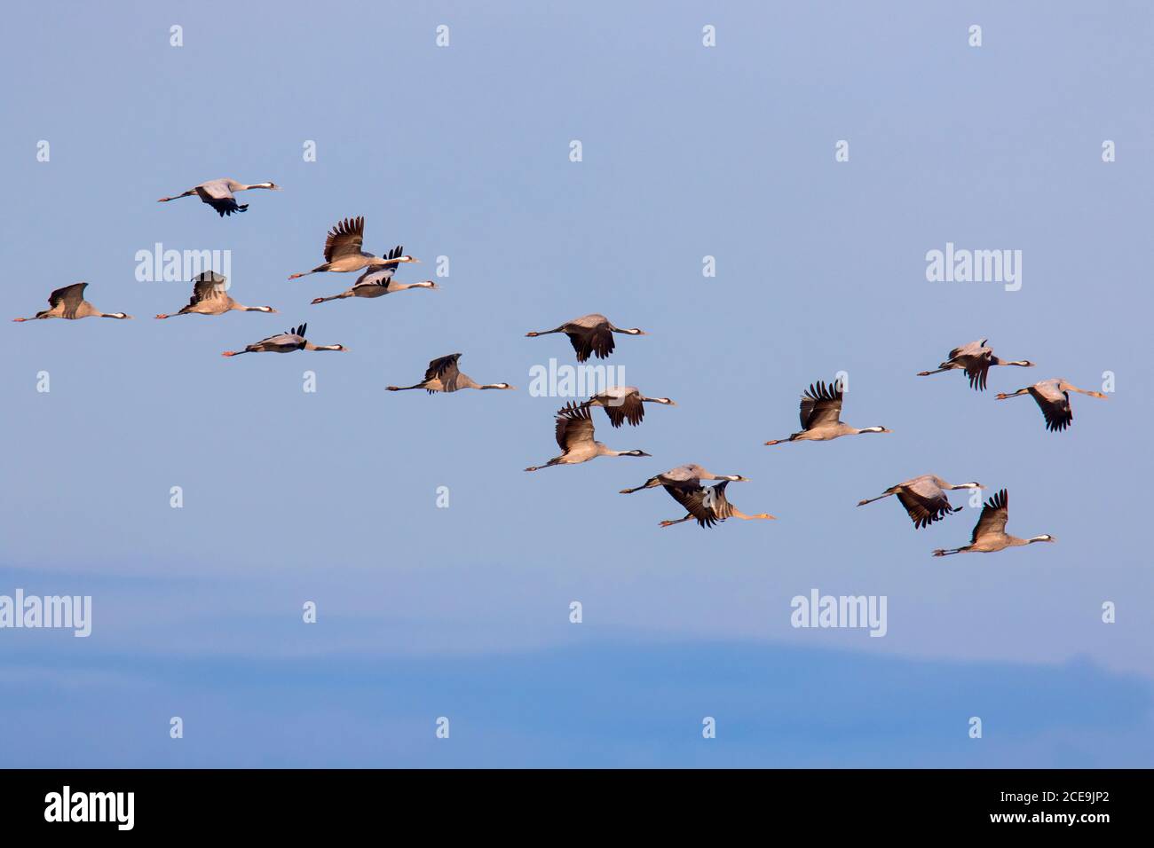 Rebaño migratorio de grúas comunes / grúa euroasiática (Grus grus) volando contra el cielo azul durante la migración en otoño Foto de stock