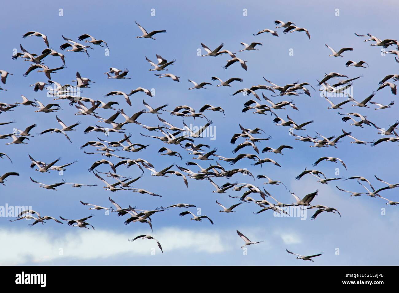 Rebaño migratorio de grúas comunes / grúa euroasiática (Grus grus) volando contra el cielo azul durante la migración en otoño Foto de stock