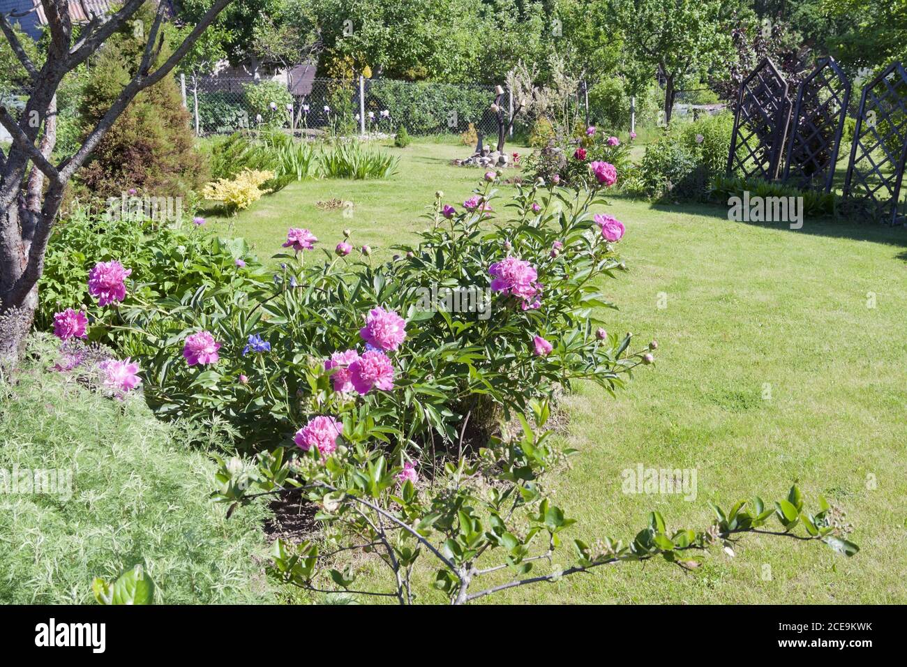 El arbusto de peonías rosadas crece en un jardín decorativo Foto de stock