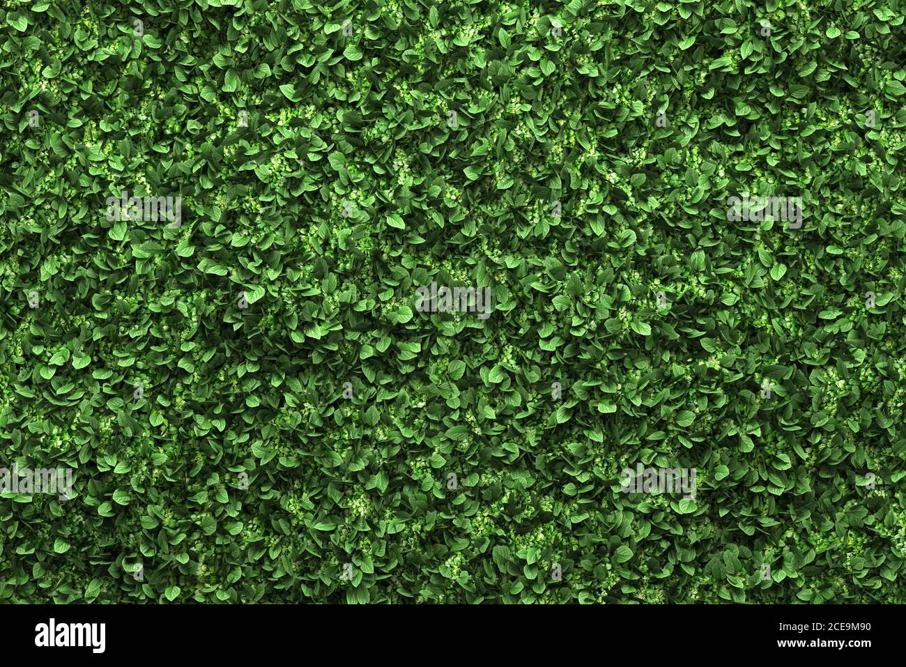 Caja verde con hojas verdes de fondo de cobertura Foto de stock