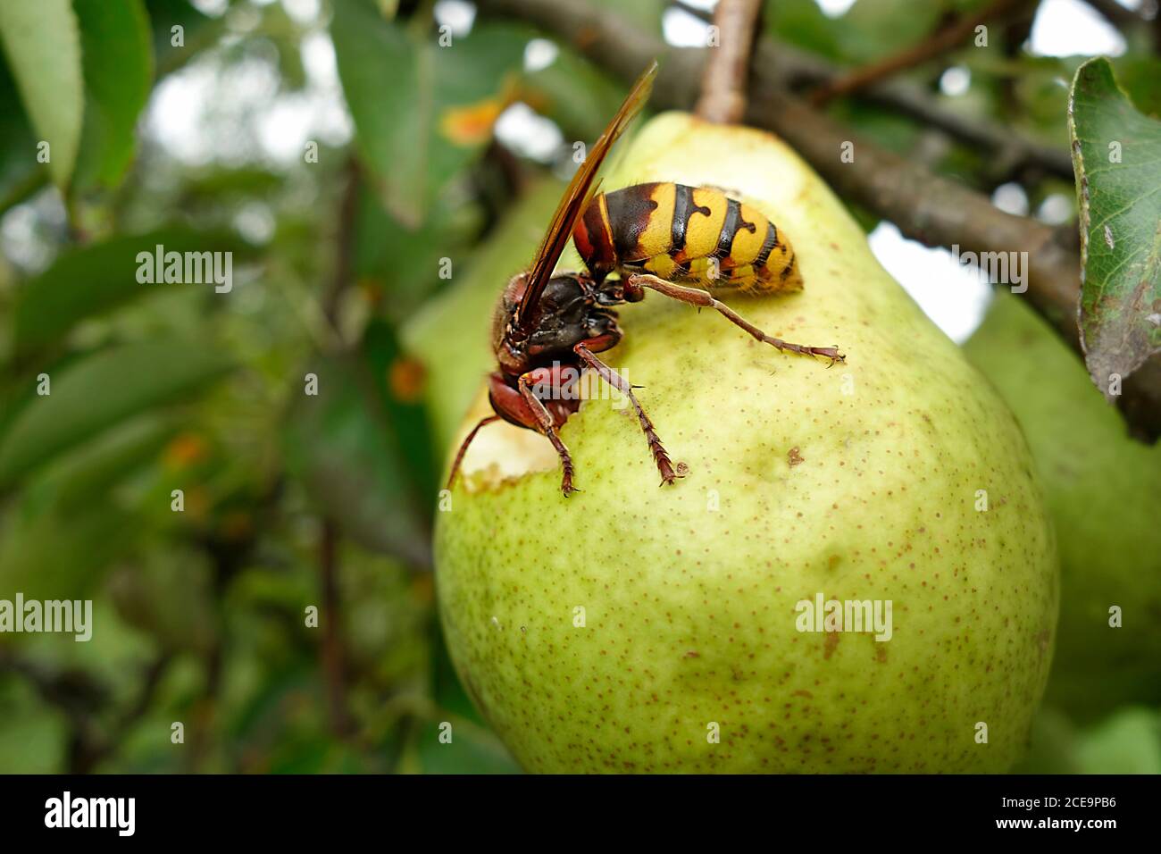 El cuerno europeo (vespa Crabro) se alimenta de la pera madura. Foto de stock
