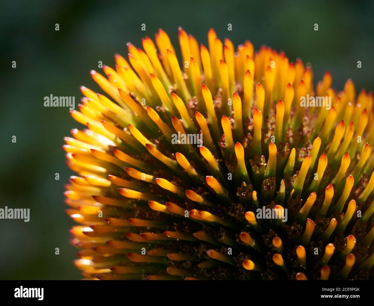 Macro extremo cierre de los estigmas de una flor de la erhinacea o flor de la concha Foto de stock