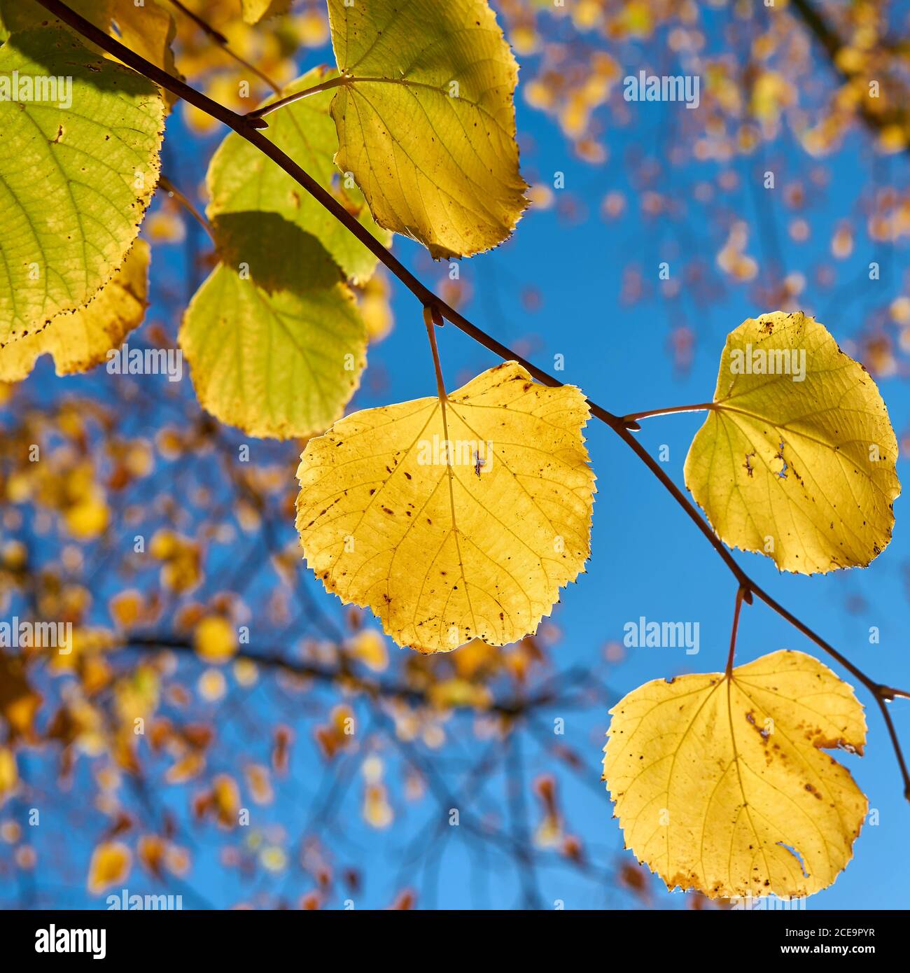 Las hojas de un árbol de tilo con colores del otoño en octubre en otoño Foto de stock