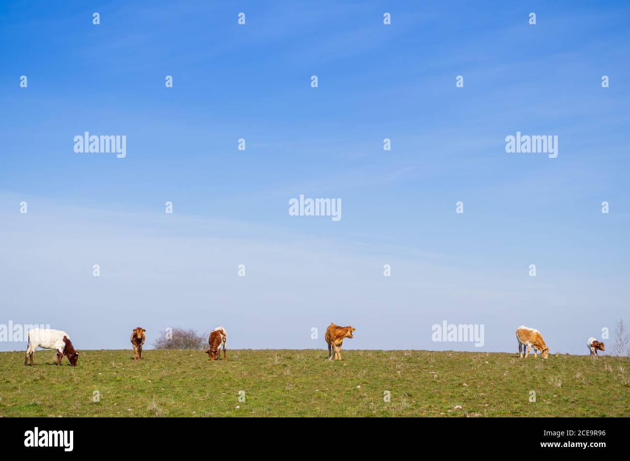 Una manada de vacas de raza Berrenda en colorado pastando en el prado de Salamanca (España). Extensión ecológica Foto de stock