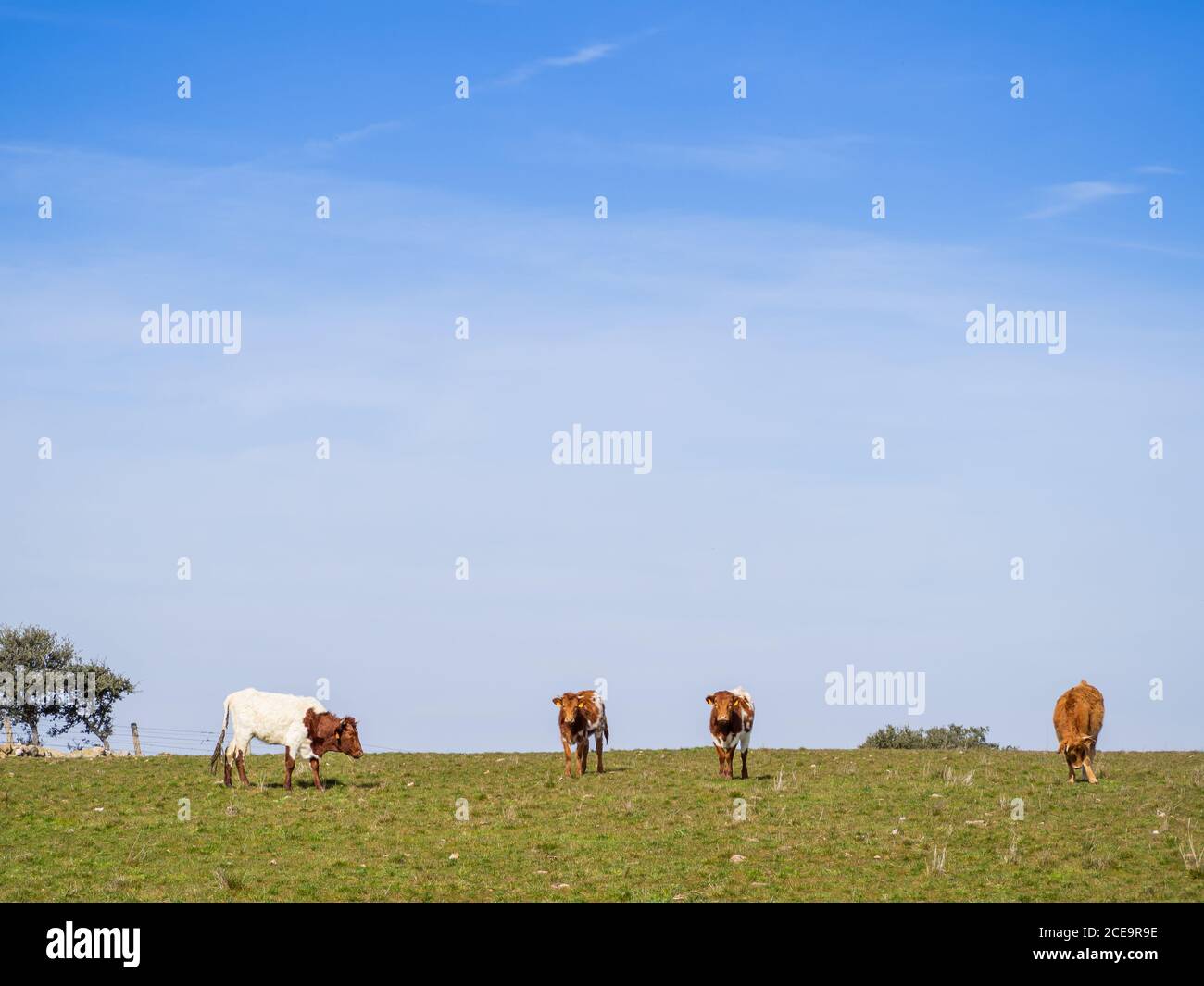 Una manada de vacas de raza Berrenda en colorado pastando en el prado de Salamanca (España). Extensión ecológica Foto de stock