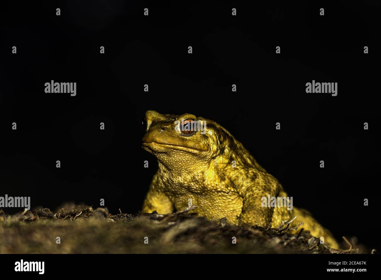 Primer plano de sapo amarillo con ojo rojo abultado aislado sobre un fondo oscuro Foto de stock