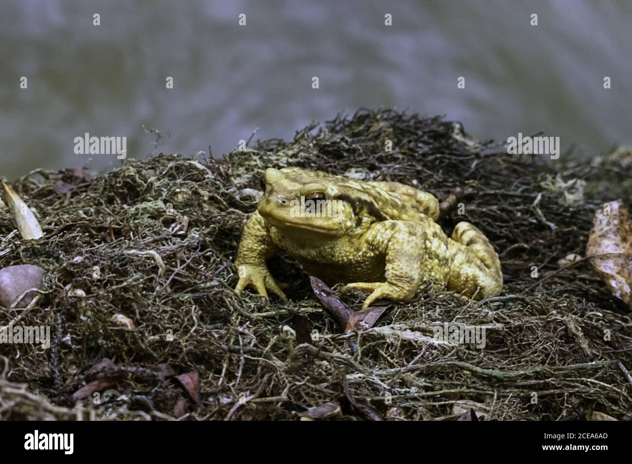 Primer plano de un sapo amarillo con ojos rojos abultados sobre un fondo borroso Foto de stock