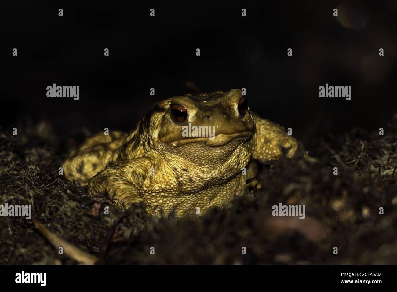 Primer plano de un sapo amarillo con ojos rojos abultados sobre un fondo borroso Foto de stock
