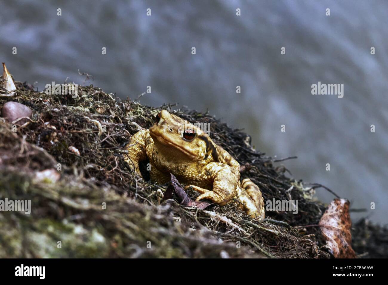 Primer plano de un sapo amarillo con ojos rojos abultados sobre un fondo borroso Foto de stock