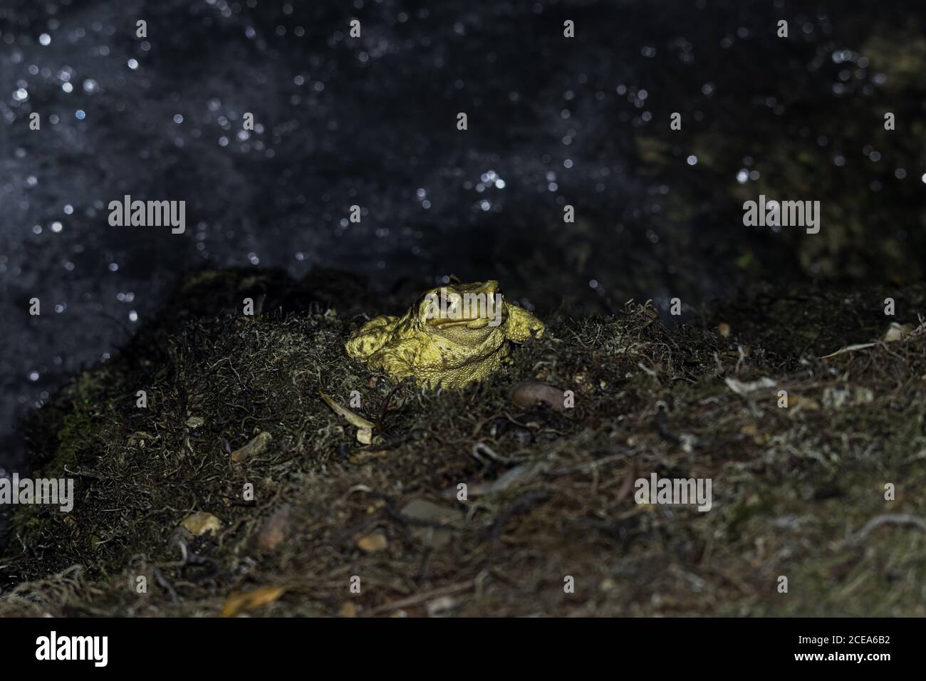 Primer plano de un sapo amarillo con ojos rojos abultados sobre un fondo borroso Foto de stock