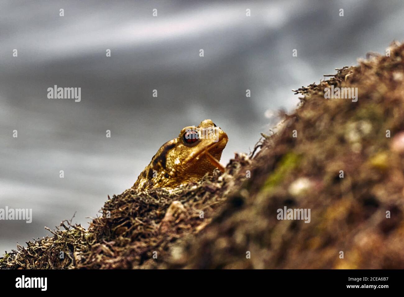 Primer plano de un sapo amarillo con ojos rojos abultados sobre un fondo borroso Foto de stock