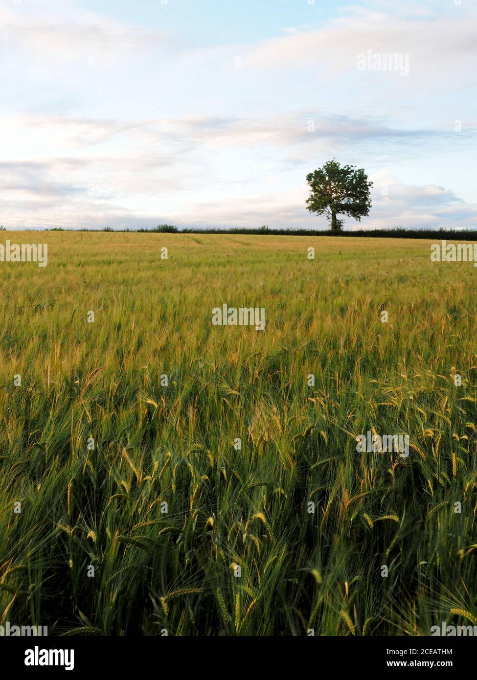 Campo de cebada listo para la cosecha, Tiffield, Northamptonshire, Reino Unido Foto de stock
