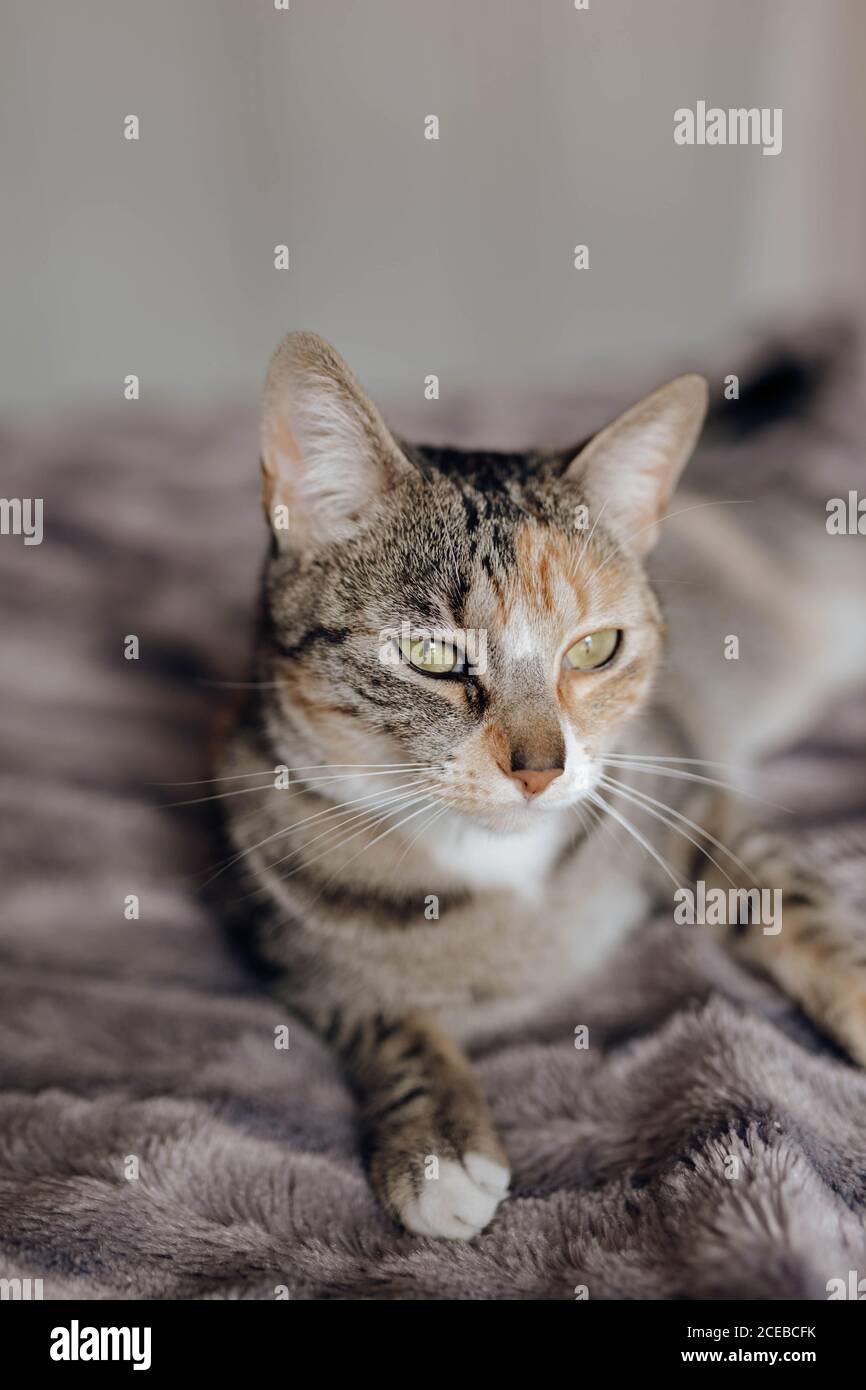 Gato dulce tumbado sobre una manta suave en una cómoda cama en inicio Foto de stock