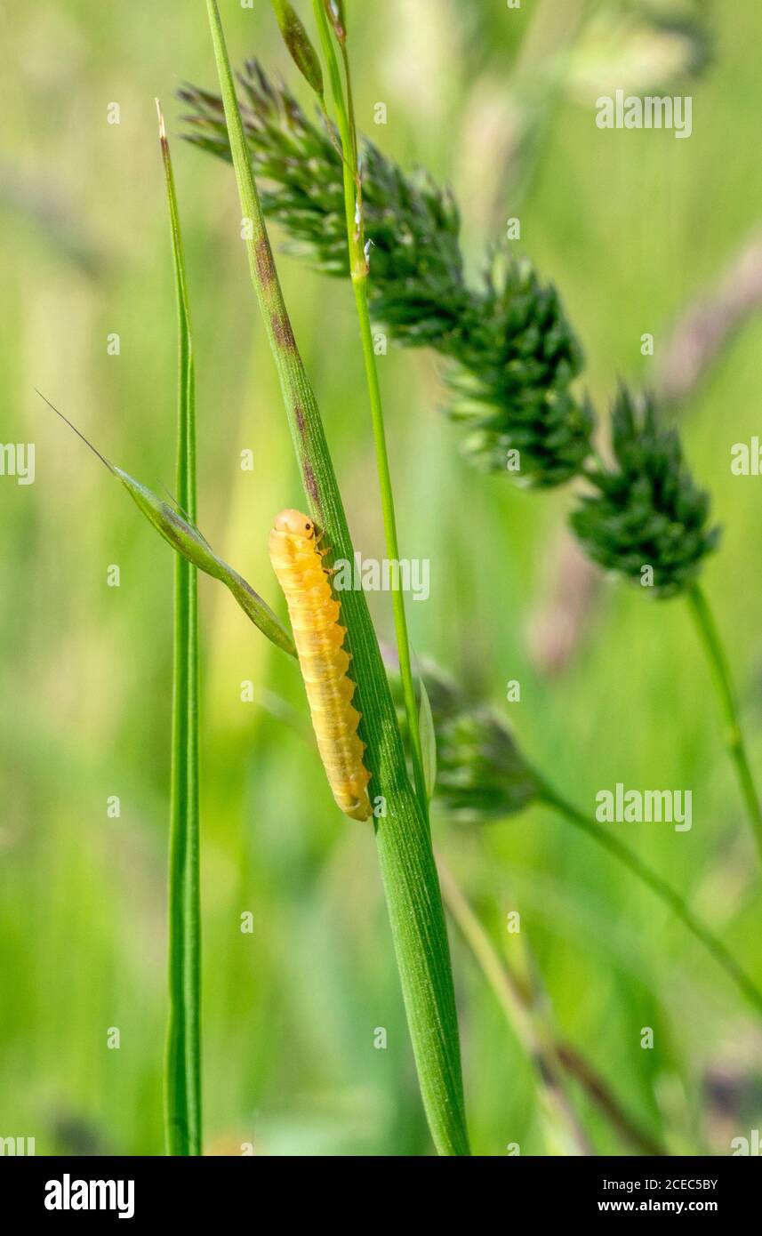 pequeña oruga amarilla en un estipo en la espalda natural Foto de stock