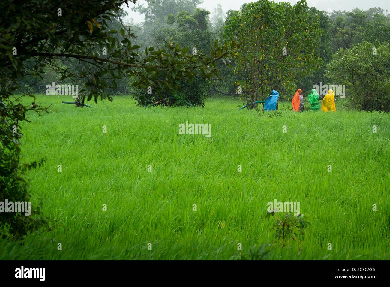 Agricultores en los arrozales con chubasqueros durante el monzón en el oeste de Ghat, Pune, Maharashtra Foto de stock