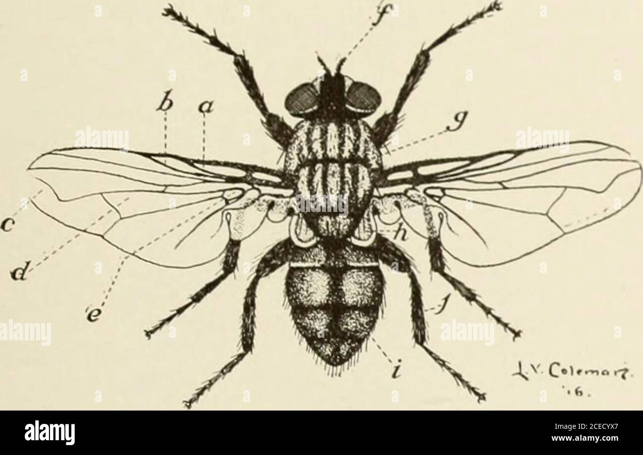. Folleto de guía. t insectos sin duda, y finalmente los ácaros y