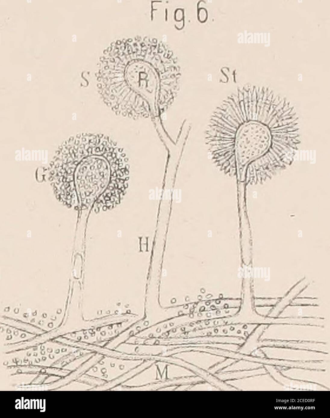 Ärzte Fotos E Imágenes De Stock - Página 7 - Alamy