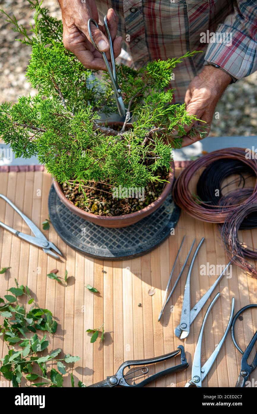 Plato giratorio de bonsai fotografías e imágenes de resolución - Alamy