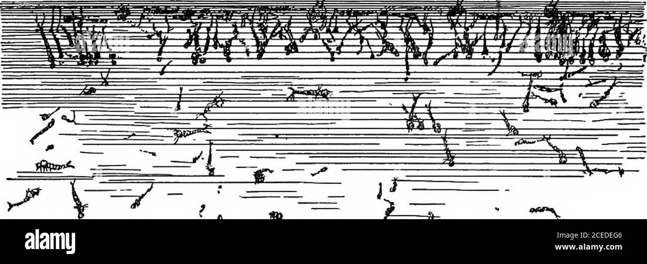 Ciudad y ciudad. CULEX Wiggler ANOPHELES Wiggler tres veces más grande que  el olor a aceite de queroseno, porque había cuarenta y cinco mil cisternas  abiertas en la ciudad y cada