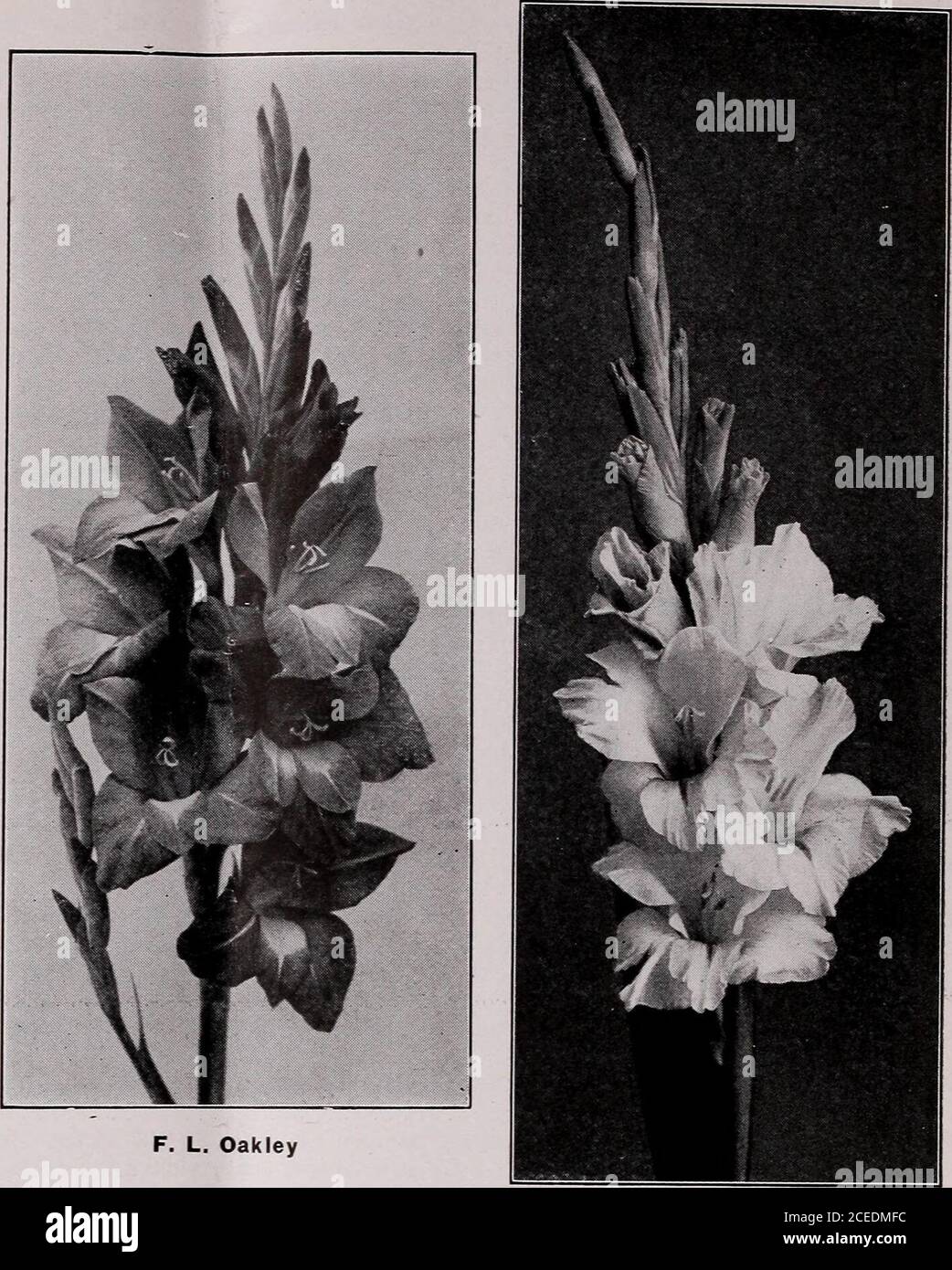 Catálogo de la temporada de comercio de elección gladioli y otros bulbos y  plantas con flores de verano. Rey Fuego. F. L. Oakley gigante Blanco Doz.  100 1000 Glory of Brightwood —