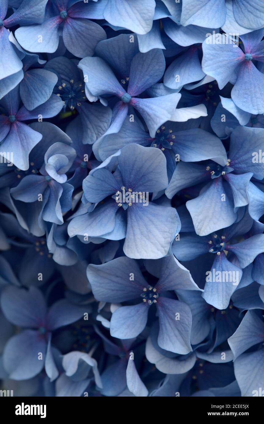 Fondo floral natural de flores azules de Hydrangea macrophylla, hidrangea  de hoja ancha Fotografía de stock - Alamy