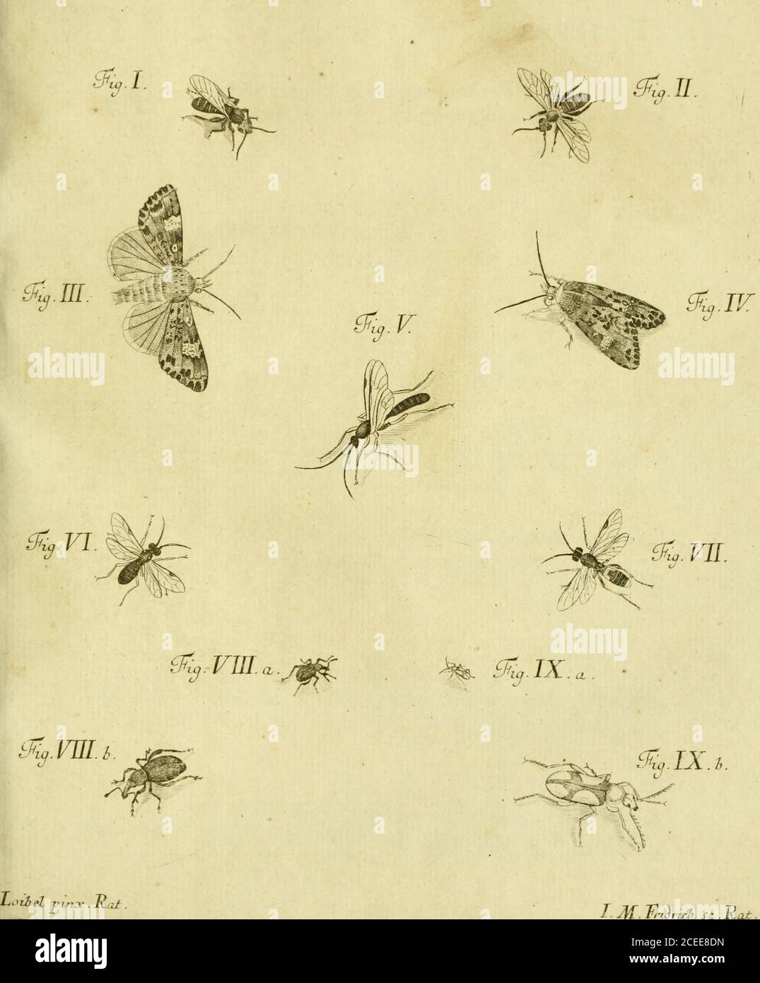 . Iacobi Christiani Shaefferi Icones insectorvm circa Ratisbonam : indigenorvm coloribvs natvram referentibvs expressae = NatÃ¼rlich ausgemahlte Abbildungen regensburgischer Insecten. ¢ a- â¢ tfeunter SpringkÃ¤fer mit borÃigen FÃ¼hlhÃ¶rnern. - CVRCVLTO femoribus muticis vicesimvs tertivs rig. VII Brey und zwanzigfter RÃ¼ffelkÃ¤fer mit ungezà¤hnten Schenkeln. BIBIO secvndvs. Fig. VIII IX ZwnU Marcusfliege. BIBIO TERTIVS. Fjg. X. XI Dritte Marcusfliege. TABVLA CV,Hundert und fÃ¼nfte Tafel. - TT APIS TRICESIMA SEXTA. * Sechs und dreyfsigjte Biene. PHALAENA feticornis alis deflexis dzcima ta,F Foto de stock