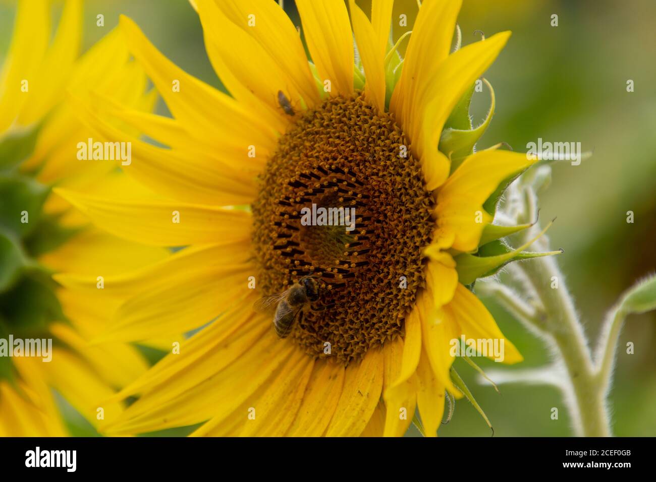 Cerca de la abeja recolectando néctar en un girasol Foto de stock