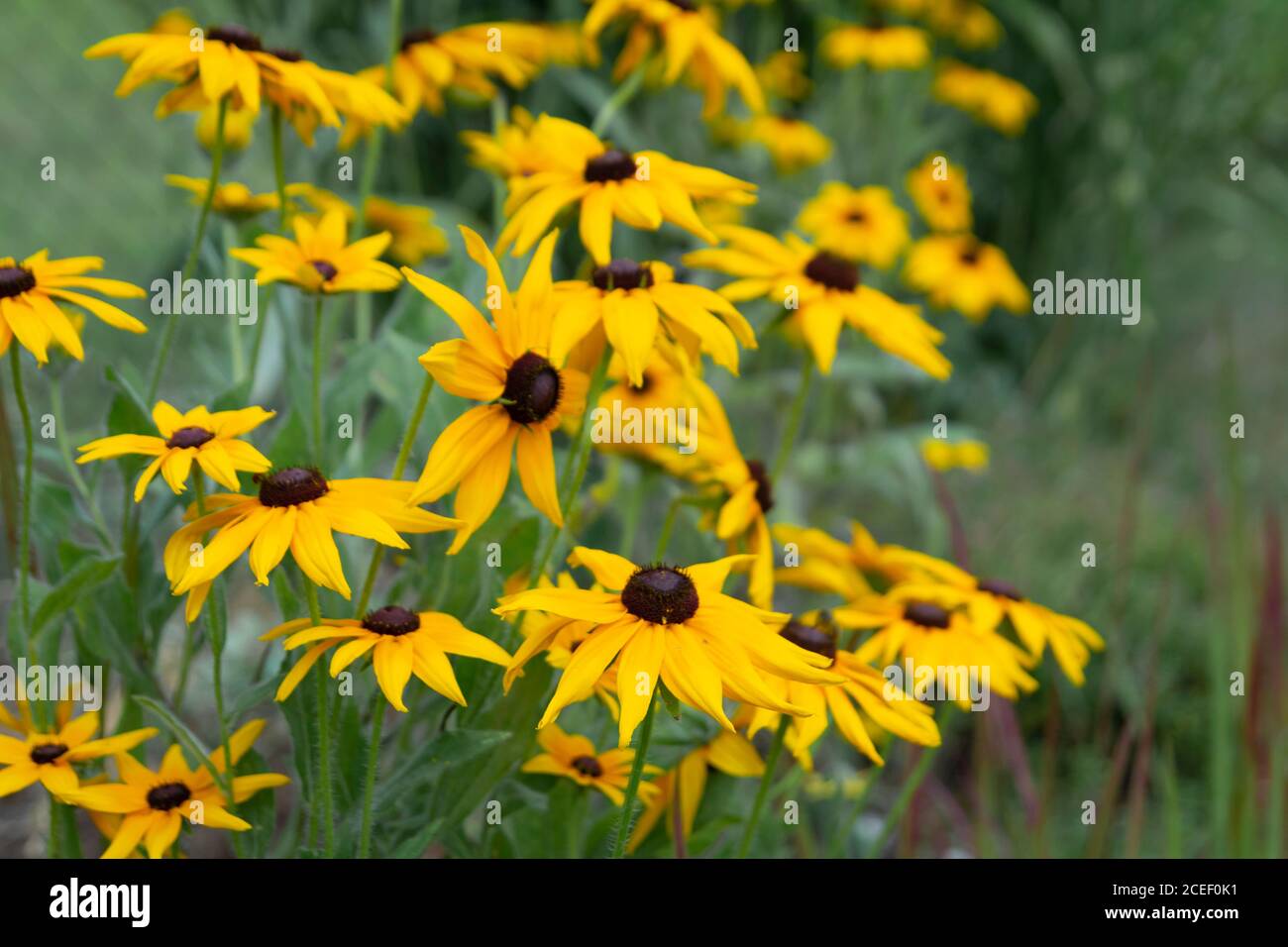 Rudbeckia amarillas flores de verano en el jardín Foto de stock