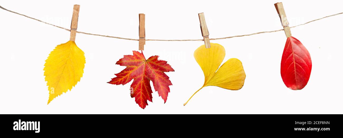 Cuatro hojas de otoño colgando sobre una cuerda, aisladas sobre fondo blanco panorámico Foto de stock