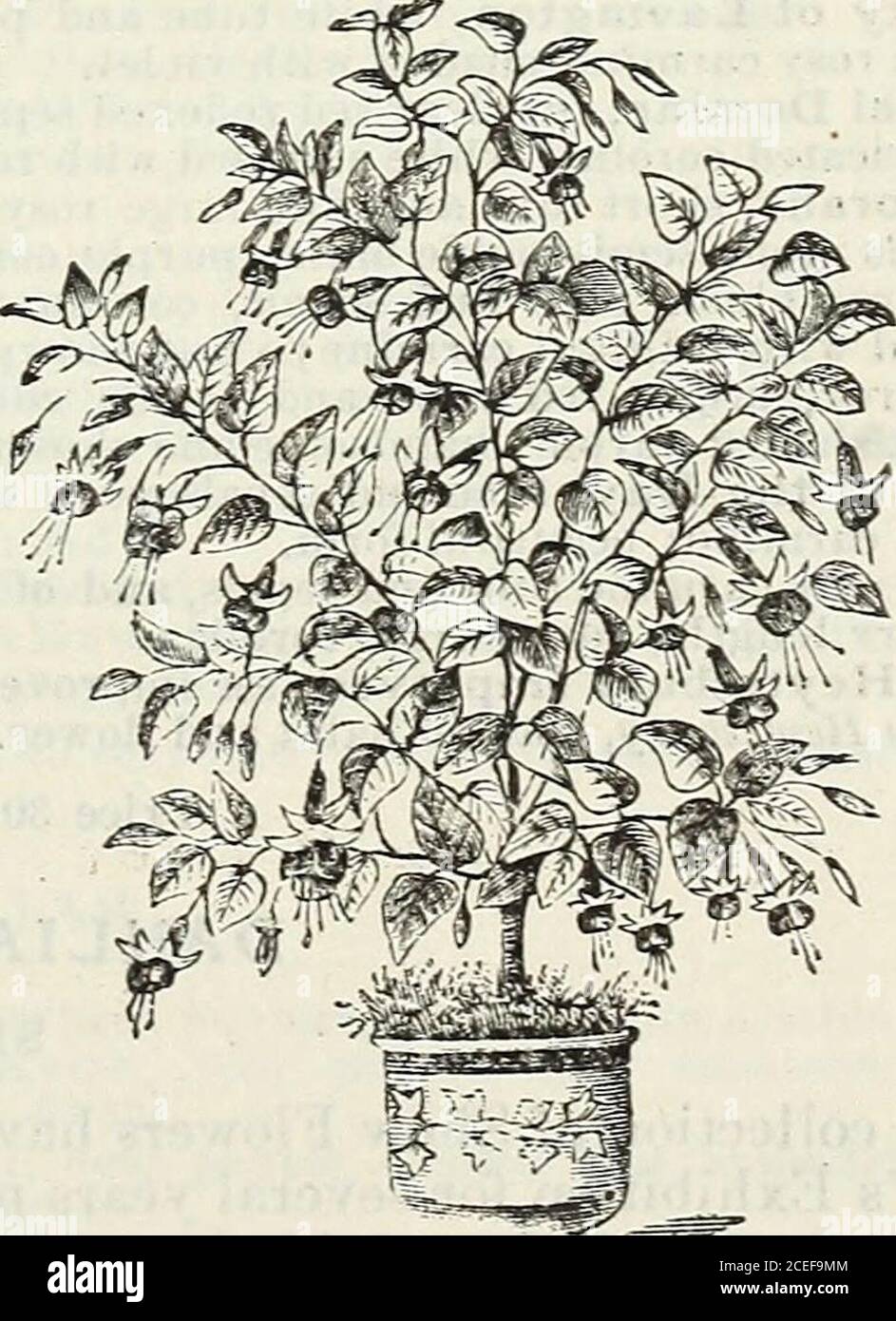 . John Saul's Washington viveros catálogo de plantas para la primavera de 1888. olet-blue. Elm City {d), corola formando ricas bolas carmesí, muy bueno. Earl of Beaconsfield, las flores son de tres inchesin de longitud, el tubo y los sépalos son de un rosy-carmín ligero, corola carmín profunda. Reina de hadas, tubo y sépalos blancos, la última corola re-curvo rosy carmina. Flambeau, tubo corto, sépalos reflexados carmesí; corola de un violeta oscuro, rayado con escarlata. Flo de Neige, sepales de carmín bien reflexados, corola blanca grande. 2o cts. Francis Desbois (rf), sépalos rojos, violeta-púrpura andcorola. Frau Emma Foto de stock