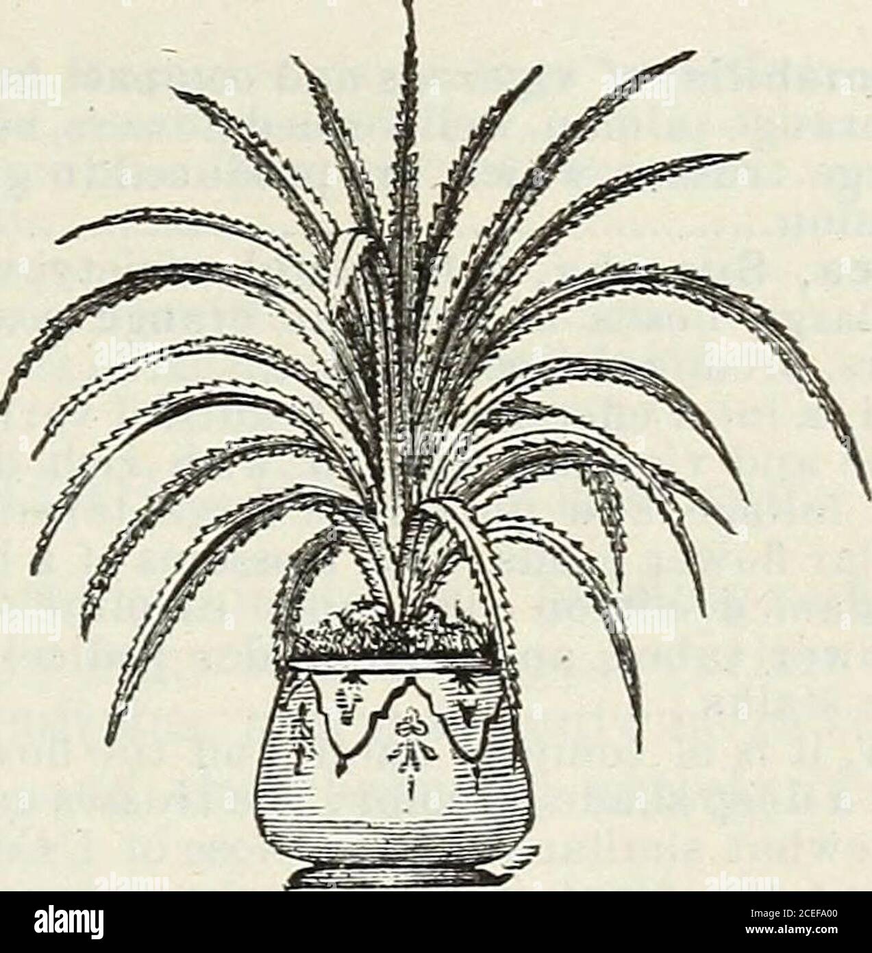 . John Saul's Washington viveros catálogo de plantas para la primavera de 1888. h; theunder sur-face de un rico color de vino púrpura, la parte superior deprofundo, verde brillante, coloreado con conspicuouespatches a lo largo de cada lado de un amarillento-verde, casi verging en gris. El contraste es verymarked y la planta de Avhole muy hermosa 75 cts. A 1 00 * Virginalis, follaje ancho fino, midrib tiene una banda ancha de blanco; una planta muy fina 75 warsewiczii 30 zebrina 30 PANDANUS.—Pino tornillo. Pandanus, javanica Variegata, este pino variegatedScrew es bien conocido como una de las plantas ornamentales; hojas verdes, wi Foto de stock