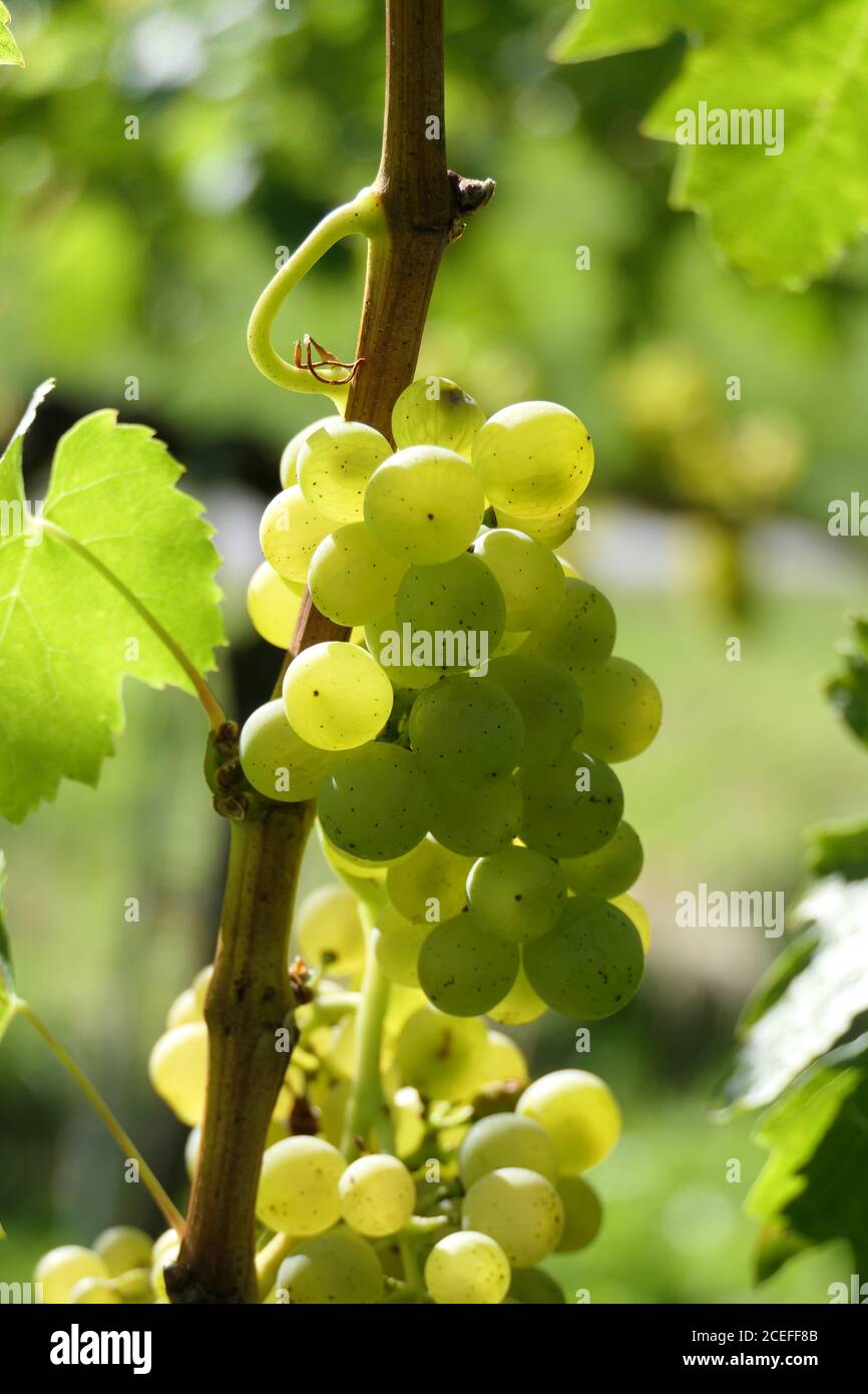 Temporada de uva con sol de otoño y frutos maduros Foto de stock