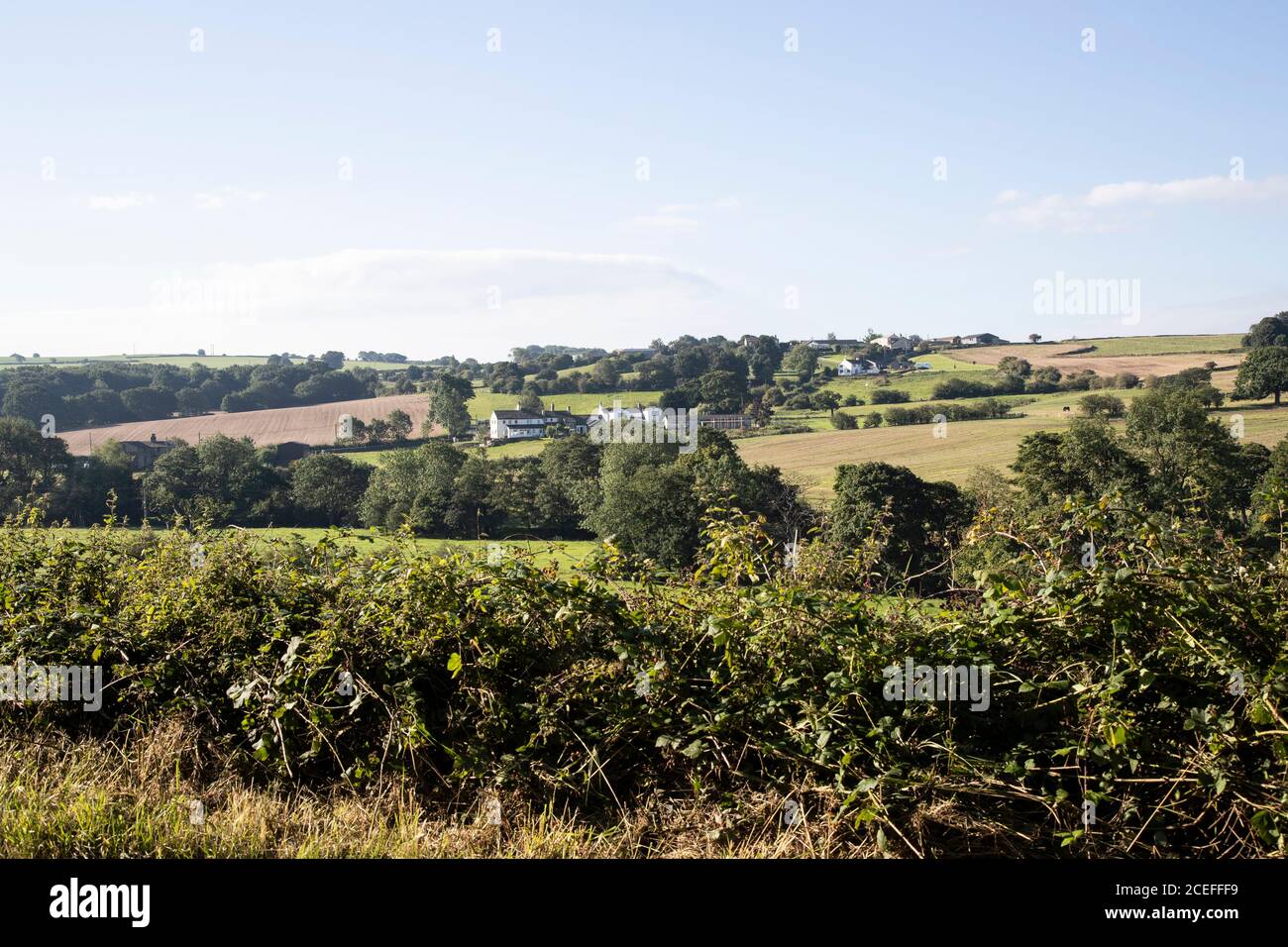 Casas de campo encaladas en las ondulantes colinas de West Yorkshire cerca de Huddersfield a finales del verano con árboles en pleno follaje y campos iluminados por el sol. Foto de stock