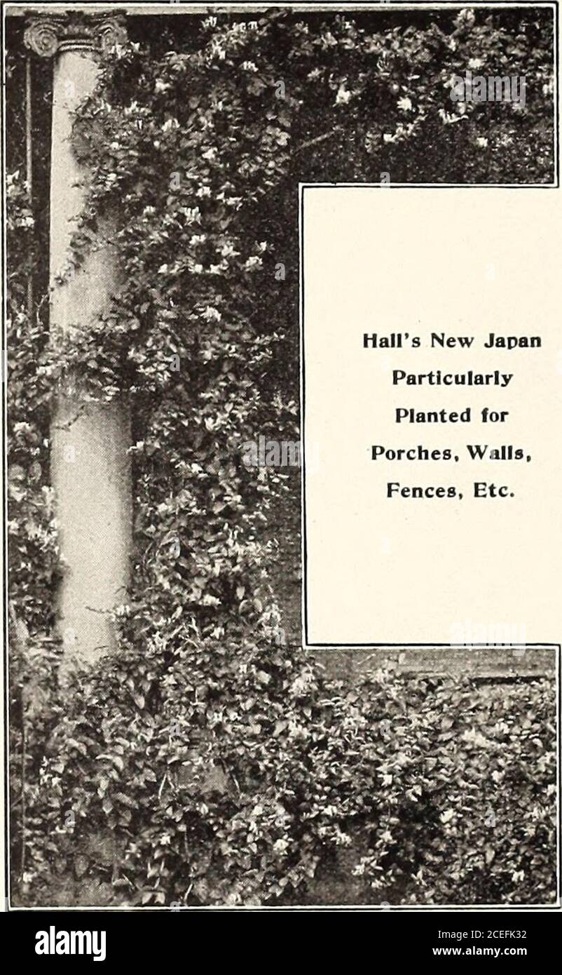 . Catálogo revisado, ilustrado y descriptivo de árboles frutales y ornamentales arbustos, rosas, bulbos y plantas bulbosas, vides de uva, frutos pequeños, etc. 61 PERRY EMPRESA DE VIVEROS, ROCHESTER. N. Y.. Syringa de madreselva erguida Gnldtn-lcaved.—esta es una planta muy bonita, de tamaño estaño-diiim, con un follaje amarillo dorado. Mantiene su color durante toda la temporada; valioso para contrastes sorprendentes con arbustos de hojas púrpura. Variegated.—UNA variedad nueva magnífica con follaje hermoso, algo similar a la Althaea Var-iegated; muy raro todavía. Una gran adquisición. TAMARIX. Este es un arbusto duro, con una pequeña licencia Foto de stock