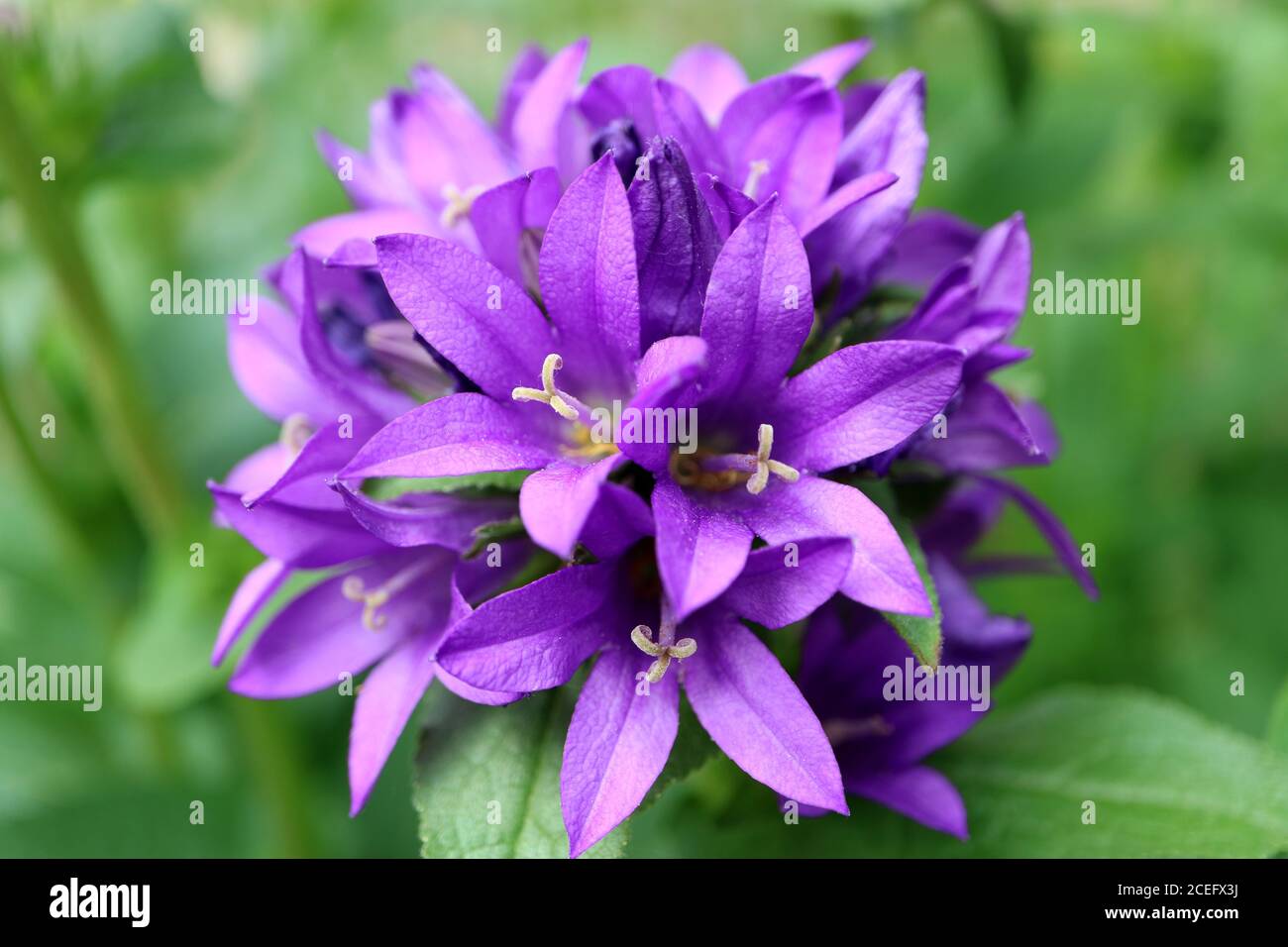 Flores de campana púrpura en el jardín, Campanula púrpura glomerata, flores de campana púrpura macro, Belleza en la naturaleza, imagen de stock Foto de stock