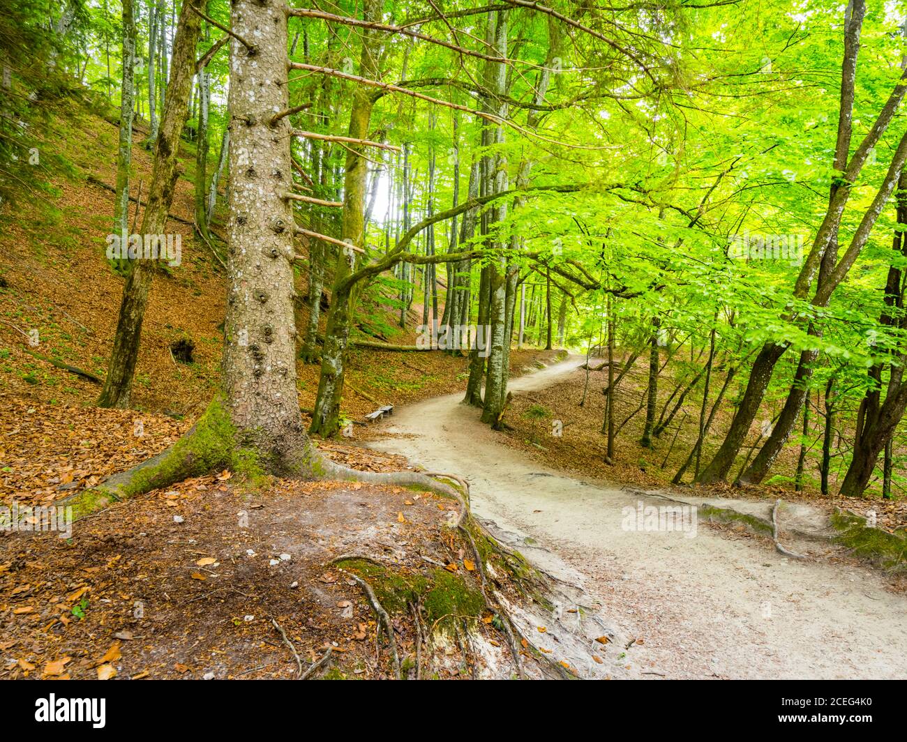 Camino de bosque camino camino camino camino camino camino camino Parque Nacional Plitvice lagos en Croacia Europa paisaje escénico Foto de stock