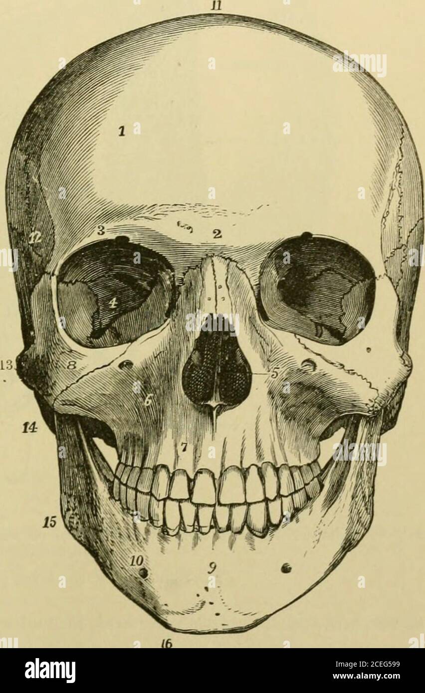 Elementos anatómicos de Quain. Ominencias de las mejillas, formadas por las  partes inferiores anteriores de los huesos malares. La mandíbula inferior  completa el esqueleto de la cara. En esta región, a