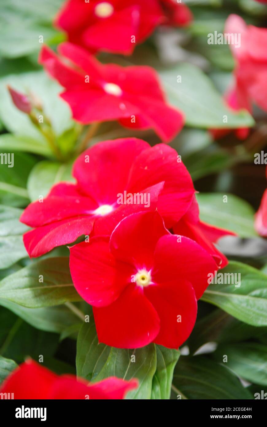 Flores de vinca del follaje, flores de vinca roja profunda (perwinkle de  Madagascar), vinca en maceta Fotografía de stock - Alamy