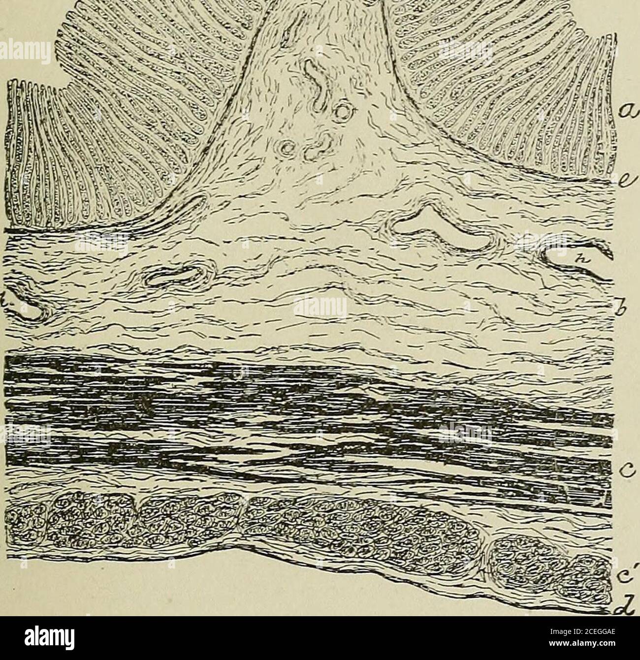 histología del fondo del estómago