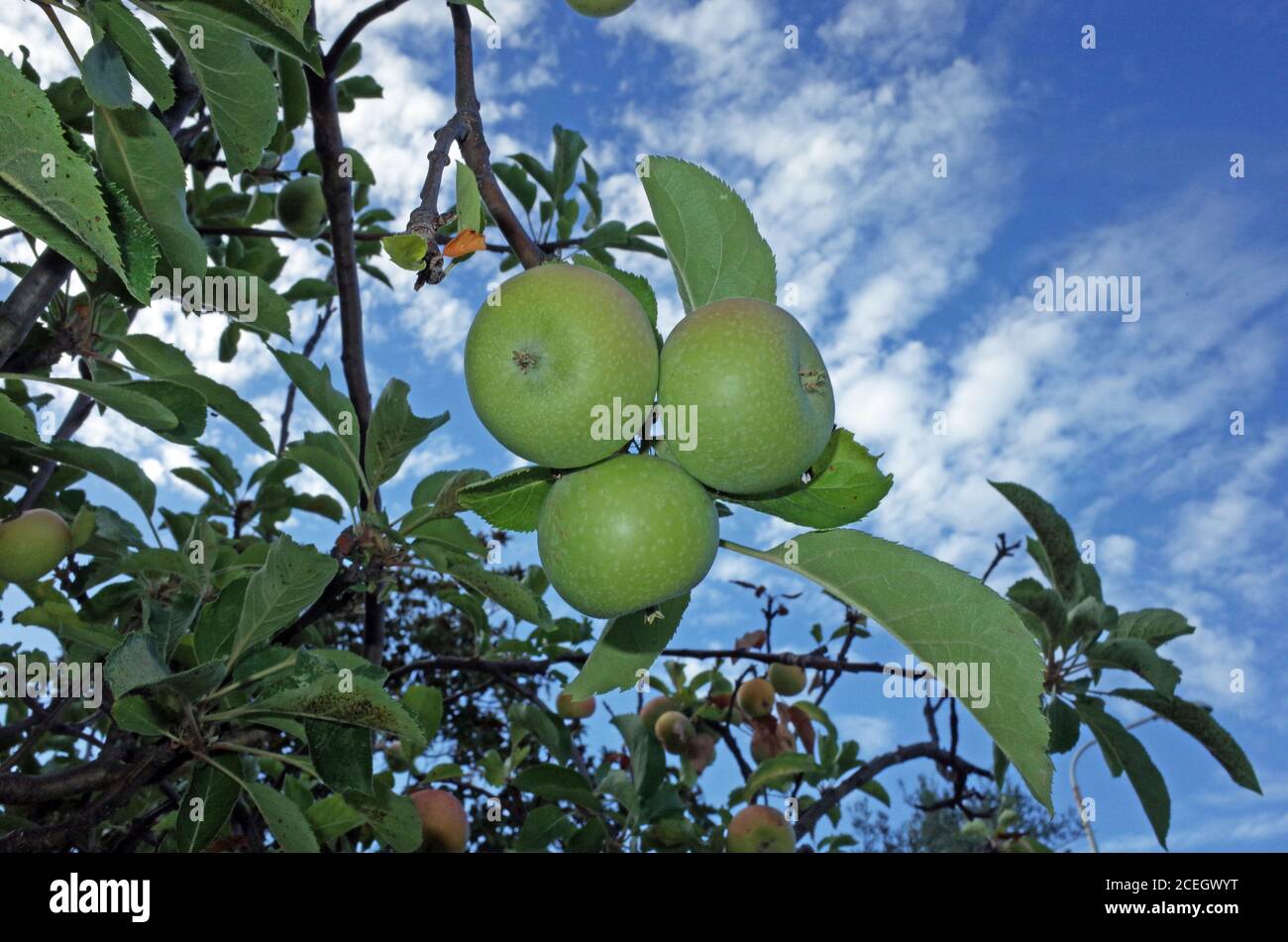 Apple con frutas de cerca Foto de stock