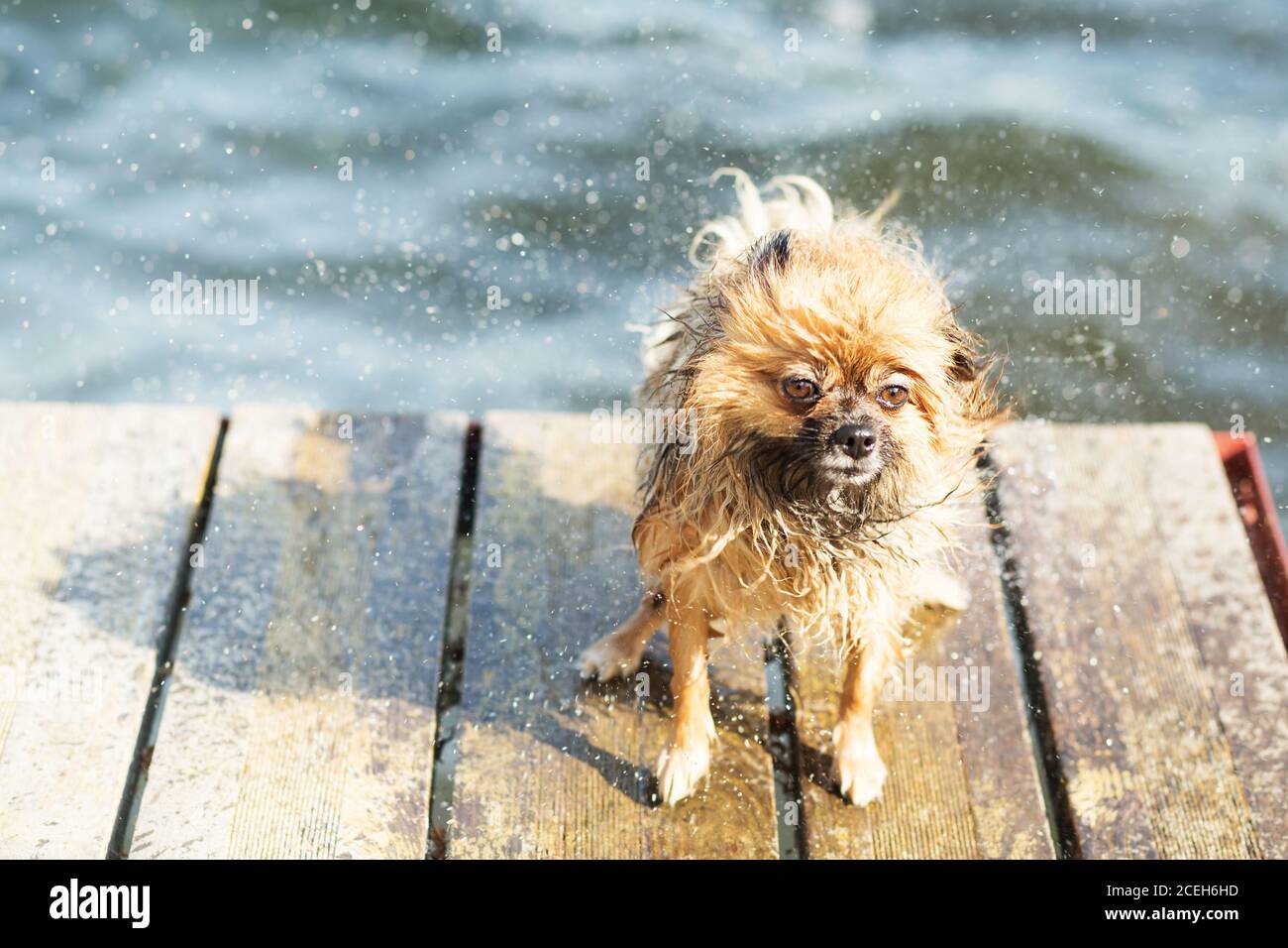 Perro de Pomerania sacudiendo el agua. Pomeranian sacude el agua de su piel  Fotografía de stock - Alamy