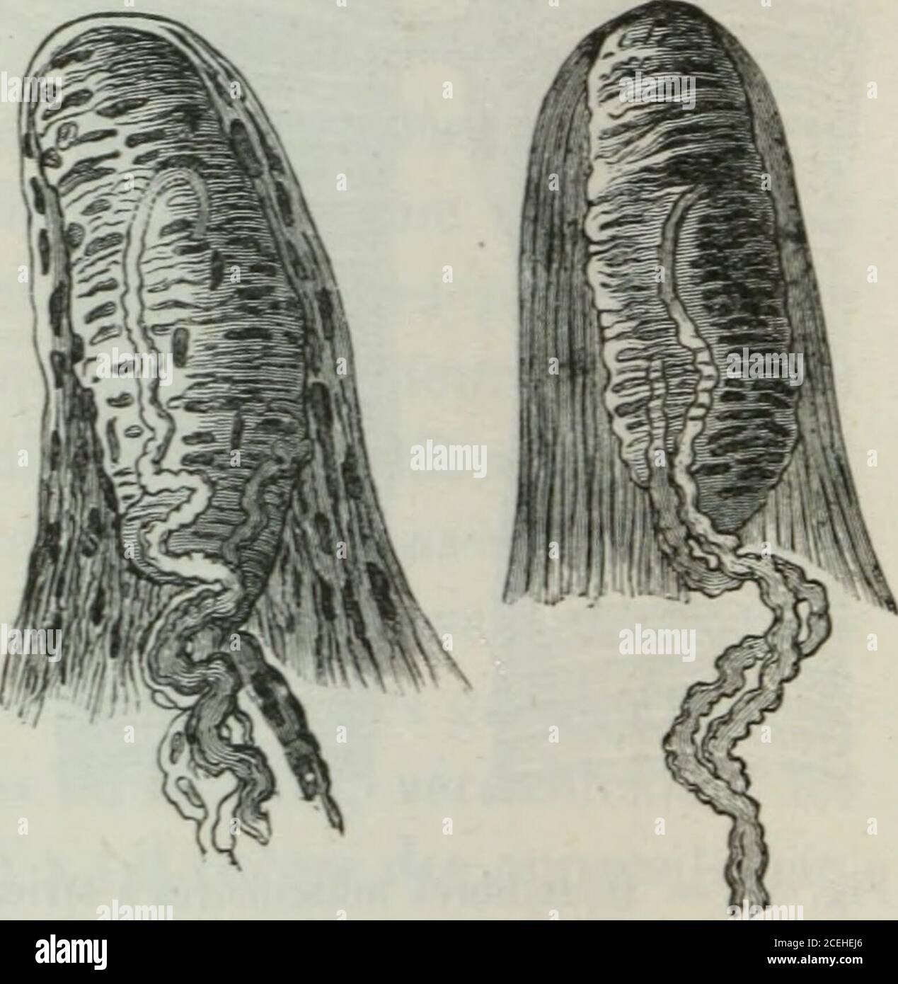 . Lettres fisiologiques. Fig. 49. — Corpuscule de Pacini, du mésentère du chat,trante; b, cápsula à sofás múltiples membraneuses;minant par deux boutons. — a, nerveuse de fibra en-c, cvlinbre-axc, se ter- Fig. 50. — Deux corpuscules du tact de lindex avec les nerfs qui y enlrenl. Sofás concentriques, CE qui leur donne lAspect dun oignonIls présentent un canal axile dans lequel se termine la fiber pri-mitive, qui est alors réduite au cylindre-ax. Lextrémité de lafiber présente tantôt un, tantôt deux petits renflements. Lescorjyuscules du tact ifig. 50) ne se trouvent que dans lederme des mai Foto de stock